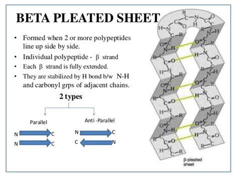 beta pleated sheets|Overview of Beta.